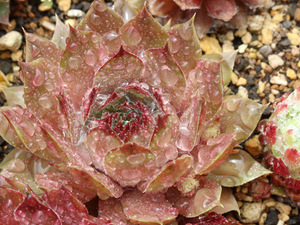 輸入センペルビブム【36】Hopi(多肉植物 sempervivum センペルビューム 高山植物 センペル センペルビウム