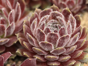 輸入センペルビブム【42】Hot Shot(多肉植物 sempervivum センペルビューム 高山植物 センペル センペルビウム