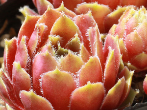 輸入センペルビブム【45】Fair Lady(多肉植物 sempervivum センペルビューム 高山植物 センペル センペルビウム