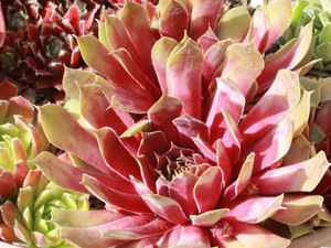 輸入センペルビブム【46】Fuego(多肉植物 sempervivum センペルビューム 高山植物 センペル センペルビウム