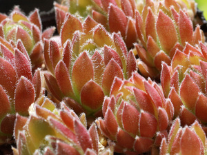 輸入センペルビブム【48】Vanessa(多肉植物 sempervivum センペルビューム 高山植物 センペル センペルビウム