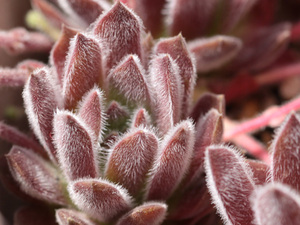 センペルビブム【50】Strawberry Velvet(多肉植物 sempervivum センペルビューム 高山植物 センペル センペルビウム