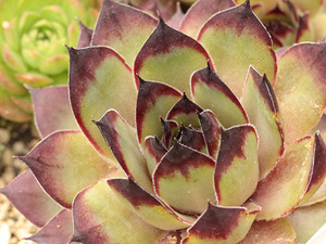 センペルビブム【51】ノリン(多肉植物 sempervivum センペルビューム 高山植物 センペル センペルビウム