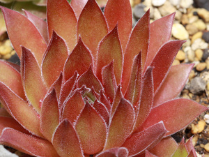 センペルビブム【59】Casa(多肉植物 sempervivum センペルビューム 高山植物 センペル センペルビウム