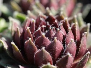 センペルビブム【65】Rubrum(多肉植物 sempervivum センペルビューム 高山植物 センペル センペルビウム