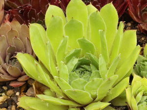 センペルビブム【67】双音蓮(多肉植物 sempervivum センペルビューム 高山植物 センペル センペルビウム