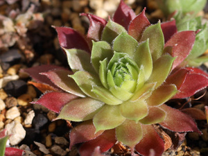 輸入センペルビブム【2】Polaris(多肉植物 sempervivum センペルビューム 高山植物 センペル センペルビウム