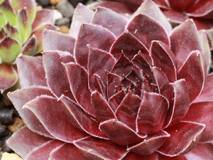 輸入センペルビブム【3】Arrowhead Red(多肉植物 sempervivum センペルビューム 高山植物 センペル センペルビウム