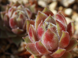 輸入センペルビブム【9】Violet Queen(多肉植物 sempervivum センペルビューム 高山植物 センペル センペルビウム