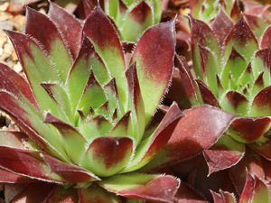 輸入センペルビブム【19】tectorum f/LeLauzet Ubaye (多肉植物 sempervivum センペルビューム 高山植物 センペル センペルビウム