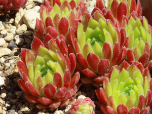 センペルビブム【96】Dolle Dina's(多肉植物 sempervivum センペルビューム 高山植物 センペル センペルビウム