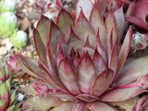 センペルビブム【54】Red Beauty(多肉植物 sempervivum センペルビューム 高山植物 センペル センペルビウム