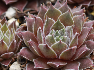 センペルビブム【65】Silver Jamin(多肉植物 sempervivum センペルビューム 高山植物 センペル センペルビウム