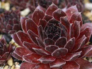 センペルビブム【70】Pacific Knight(多肉植物 sempervivum センペルビューム 高山植物 センペル センペルビウム