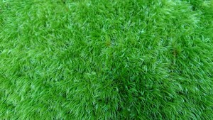  kokedama mountain moss moss lium natural moss koke1 pack bonsai less pesticide pearl-grass 