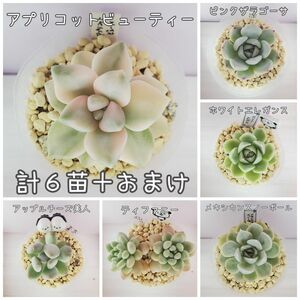 多肉植物 6苗セット+おまけ 1-C アプリコットビューティー メキシカンスノーボール ピンクザラゴーサ ホワイトエレガンス ティ