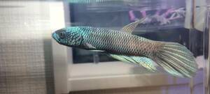 ワイルドベタ sp. アントゥタ ターコイズドラゴン wild betta sp. Antuta F1（幼魚５匹）