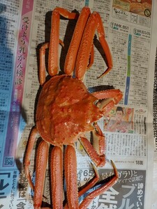  huge ... crab 48cm1.1k rank 1 pcs 5980 jpy prompt decision 