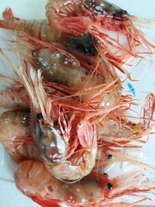  огромный креветка Botan shrimp 19~20cm 50g ранг 3шт.@1500 иен быстрое решение 
