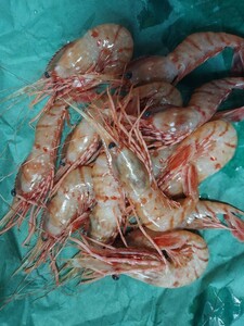  medium sized Botan shrimp 5ps.@1p498 jpy prompt decision 