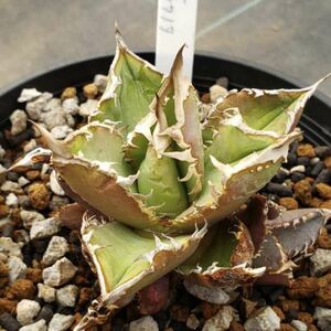  agave chitanotao terrorism Eve tsubtsu selection . studs No Name . stock 