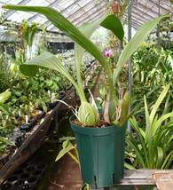 洋ラン　原種　Coelogyne pandurata 'Genting highland’　巨大輪　セロジネ パンデュラータ　グンティンハイランド　花芽付き_画像6