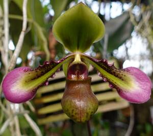 洋ラン 原種 Paphiopedilum volonteanum パフィオ ボロンィアナム　親巨体輪 極美麗花 国内実生