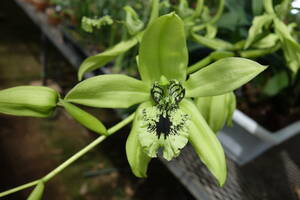 洋ラン　原種　Coelogyne pandurata 'Genting highland’　巨大輪　セロジネ パンデュラータ　グンティンハイランド　花芽付き