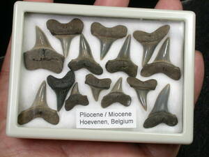 サメの歯　セット　Isurus類　