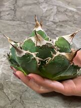 AGAVE TITANOTA チタノタ裏棘　胴切り_画像4