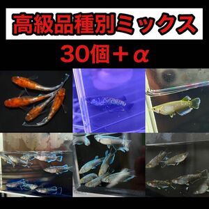 メダカ 卵 高級品種ミックス (ミッドナイトフリル、フロマージュ レッドクリフ、三色ラメ) 有精卵 30個＋α 送料無料