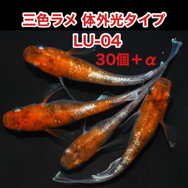 三色ラメ 体外光タイプ LU-04 有精卵 30個＋α 送料無料 めだかの卵 WI-03 体外光 紅白 