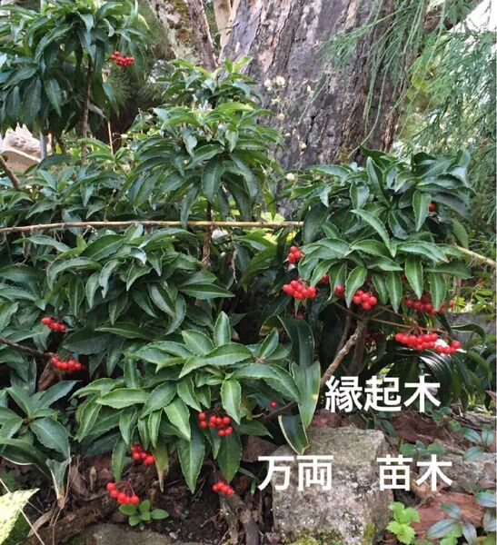 観葉植物　万両　マンリョウ　まんりよう　縁起木　丈約20cmの苗木1株と約10cmの苗木4株、計5株のセット