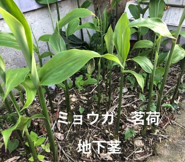 無農薬　茗荷・みょうが・ミョウガの苗と地下茎　3株