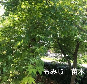 観葉植物　もみじ・紅葉・モミジ　苗木　3株　サイズ丈15cm前後