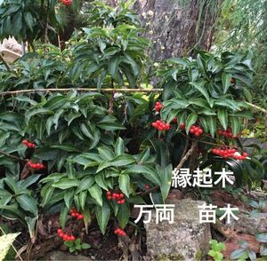 観葉植物　万両　マンリョウ　まんりよう　縁起木　丈約20cmの苗木1株と約10cmの苗木4株、計5株のセット