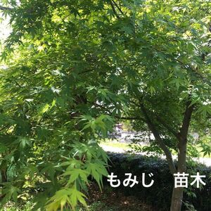 観葉植物　もみじ・紅葉・モミジ　苗木　3株　サイズ丈15cm前後