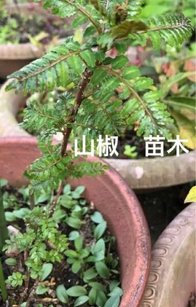 観葉植物　薬味　調理食材　山椒　さんしょう　苗木3株　サイズ約10〜15cm