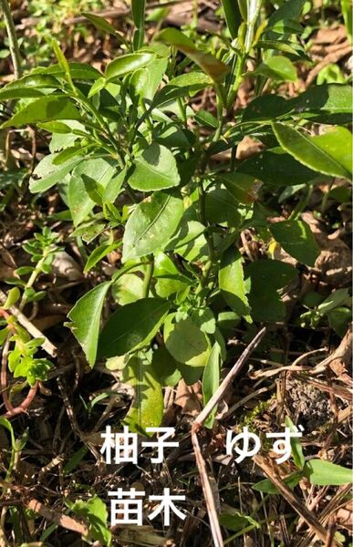 観葉植物　柚子　ゆず　ユズの苗木　サイズ10〜15cm程度　3株