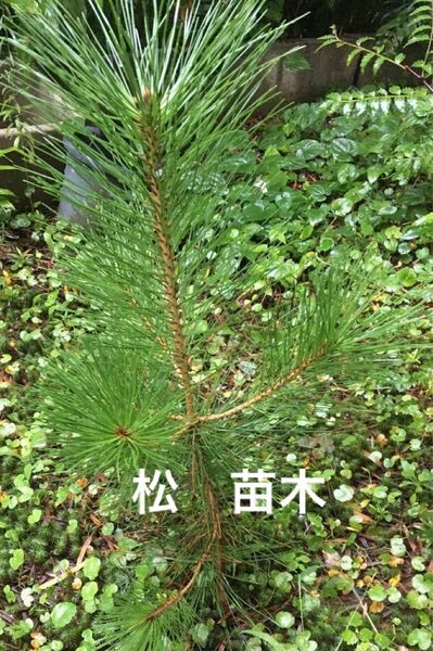 観葉植物　松　苗木3株　サイズ15〜20cm程度