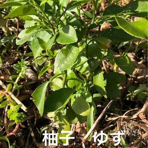 観葉植物　柚子　ゆず　ユズの苗木　サイズ10〜15cm程度　3株