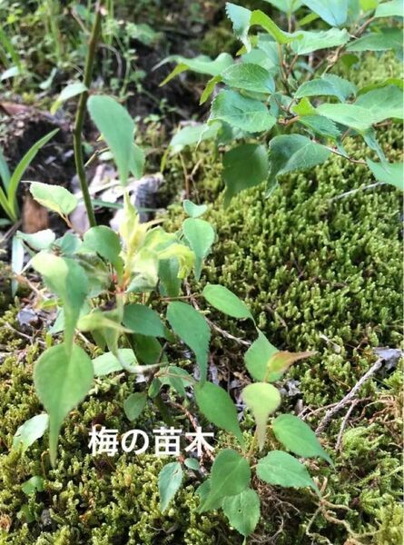 観葉植物　ウメ　うめ　梅の苗木　サイズ15〜20cm程度　5株