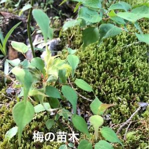 観葉植物　ウメ　うめ　梅の苗木　サイズ15〜20cm程度　5株