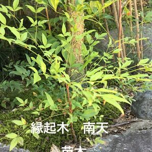 観葉植物　南天　ナンテン　なんてん　苗木3株　縁起木　サイズ約15〜20cm