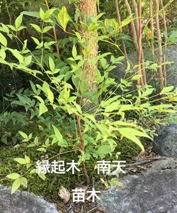 観葉植物　南天　ナンテン　なんてん　苗木3株　縁起木　サイズ約15〜20cm