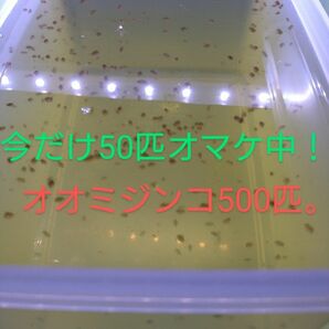 オオミジンコ500匹、今だけ50匹オマケ中！