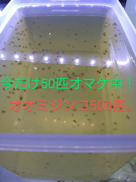 オオミジンコ500匹、今だけ50匹オマケ中！