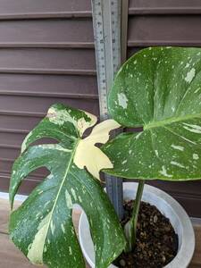 *** monstera telisio-sa yellow Monstar ***