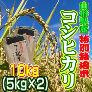 お米　コシヒカリ10kg 特別栽培米　山形県産　甘くてふっくら