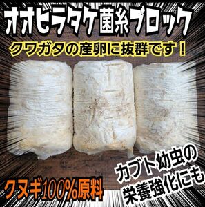 クワガタの産卵木の代わりにどうぞ！オオヒラタケ菌床ブロック【3個】割り出しが楽！